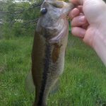 bass with hook in mouth
