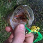 frog and hook in mouth