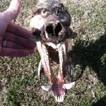 nice teeth
