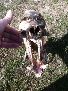 nice teeth