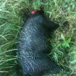 Hog Down
